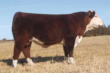LADY 117 S&S BASIC 1G JG MS STANDARD 055 EPD S: BW 5.4 WW 53 YW 88 M 16 M&G 43 FAT -0.002 REA 0.41 MARB 0.16 0133 has the size and shape to be very competitive.