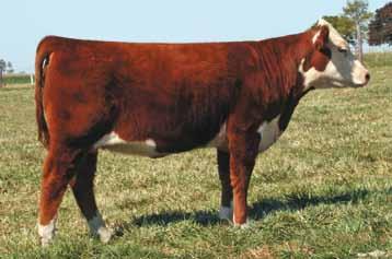732 P42420384 PBS FELICIA 187 MSU WNH FELTON 5F BLUEBELLE 123 EPD S: BW 5.4 WW 48 YW 82 M 11 M&G 35 FAT 0.000 REA 0.19 MARB 0.05 Level hipped, deep sided. Has a cow look.