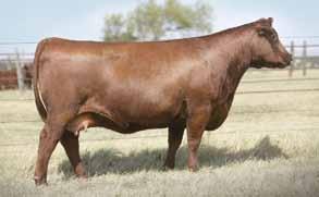 03 Powerful herd sire prospect out of Firestorm and the great Kassie 117X Kassie 117X is the $70,000 EOS female that produced Kassie