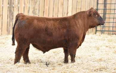 4051 Three full brothers sired by Firestorm and the donor female Silver 4823 4823 raised our high selling bull in 2015 and is now in our embryo program Stout made bulls out of a proven, high maternal