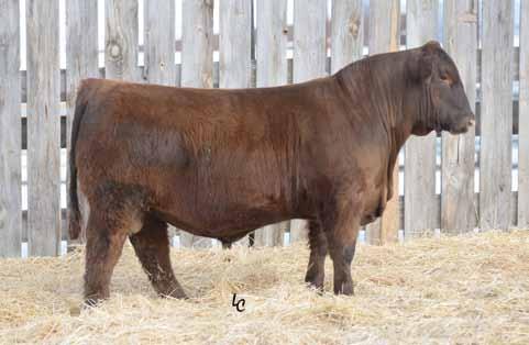 Ts Lots 170-175 SIX MILE SIGNATURE 295B TMAS MS STRAWBERRY 514C Anna s Strawberry 25 Six full brothers by Signature and Strawberry 514C Dam is a high performance female that has tremendous