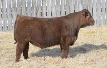 01 Two brothers sired by Power Eye and Strawberry 514C Balanced numbers and a lot of look Maternal brothers sell as lot 170-175 and 178-179 Lot 182 EPDs rank in the top 26% for HB, top 4% for GM, top