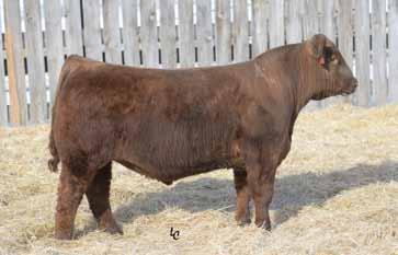 03 A big gaining Powerhouse son Out of a really nice second calf cow EPD s rank him in the top 16% for GM, top 29% for WW, top 19% for YW, top 10% for CW and top 10% for T191 TMAS BLAIR`S KARGO 901E
