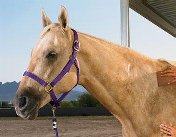 Refreshing Your Horse Use Vetrolin Liniment as a body brace after strenuous workouts to prevent