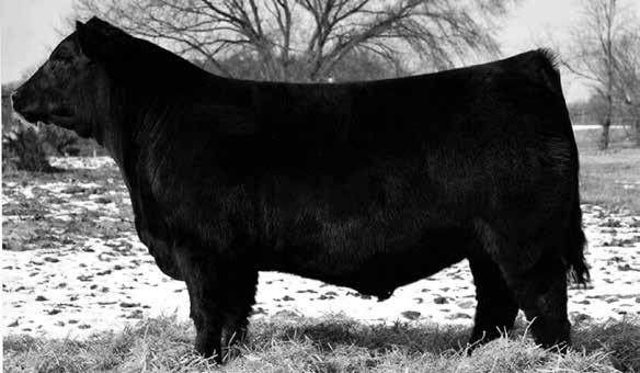 plenty of hair to go with. His mother was Summer Yearling Champion at NAILE in 2010. There has been a lot of consistency in this pedigree of ELE Tijuana. Maine s 602 SSSJ 154C Reg.