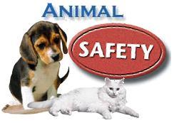Animal Safety Do not cause pain, discomfort, or injury to any animal when working with live animals Always follow your Science