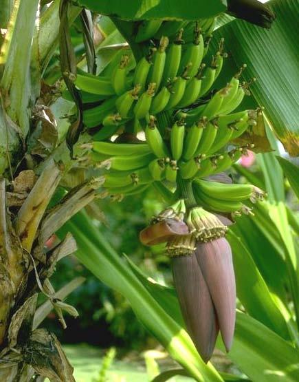 There can be up to 20 bananas in a hand. The stem can have from 3-20 hands of bananas on it. The stem can weigh from 66-110 pounds!