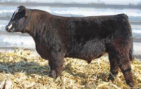 He ranks in the top 10% of the breed in those traits. Upgrade on Lucky Man cows has worked very well for us. His adjusted weaning weight was 758 lbs. and adjusted yearling weight was 1321 lbs. 91.