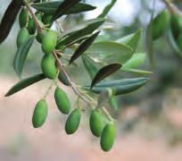 Olives are grown on two farm sites with very different climates; Hardwicke Grove