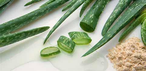Second: aloe is absorbed into the skin and stimulates the fibroblasts to replicate themselves faster and it is these cells that produce the collagen and elastin fibers, so