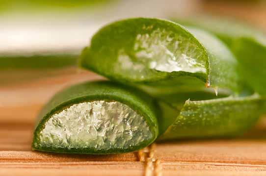 Aloe Vera is a versatile natural ingredient available for use in facial care The properties of Aloe Vera saponification is conducted by the combination of amino