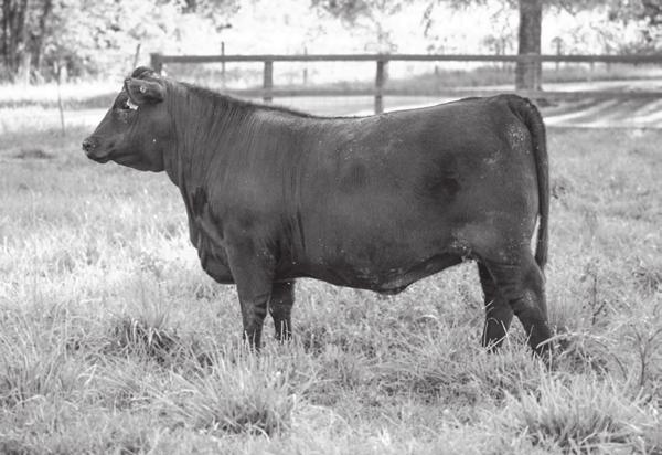 Heart of the Ozarks Females 33 TPAF LUCKY C412 Birth Date: 9/23/2014 Cow 18054675 Tattoo: C412 Offered by Twin Pines Angus Farms LLC, Rhineland, MO CONNEALY IN FOCUS 4925 [AMF-CAF-XF] Mytty Countess