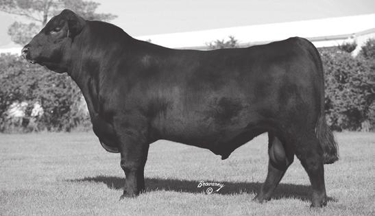 Heart of the Ozarks Females WERNER WAR PARTY 2417 Sire of Lot 55.