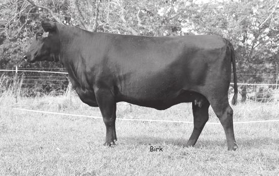 60 Heart of the Ozarks Females CRVR CORONA S DEALER 51 Birth Date: 11/11/2011 Cow 17131031 Tattoo: DV51 Offered by Cane Ridge Valley Angus, Ellsinore, MO SydGen Sure Bet [AMF-CAF-XF] SS Objective