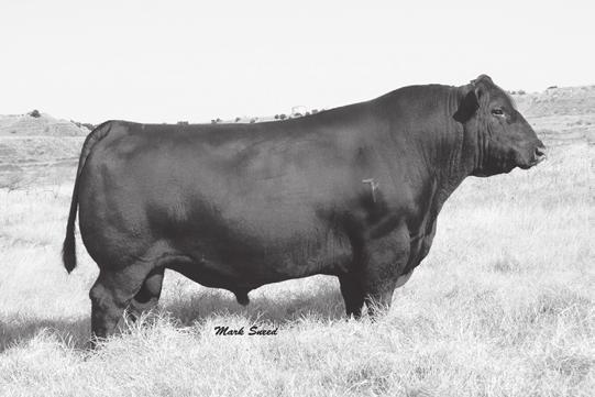 4 106 0.18 113 Just a 4 year old full of Sydgen breeding. PRIDEMERE 620 J&G 109 Sells as Lot 61.