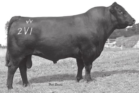 82 Heart of the Ozarks Females BIRKGEN OBJECTIVE 8679 [DDC] Birth Date: 6/27/2008 Cow 16525828 Tattoo: 8679 Offered by JM Angus Ranch, Poplar Bluff, MO SS Traveler 6807 T510 [AMF-CAF-XF] DHD Traveler