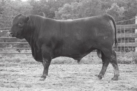 6 Heart of the Ozarks Bulls WRR ZEUS 398 Birth Date: 11/2/2013 Bull 17839311 Tattoo: 398 Offered by Walnut Ridge Ranch, Willow Springs, MO SS Objective T510 0T26 [AMF-CAF-XF] SS Traveler 6807 T510