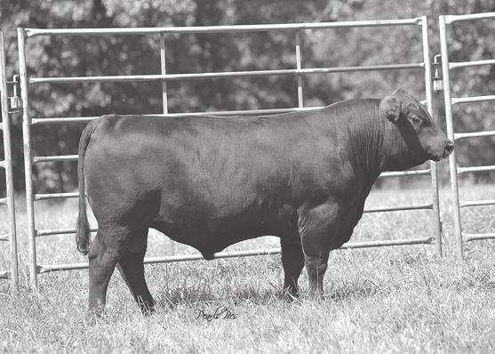 Heart of the Ozarks Bulls 23 BC RESERVATION 234 [DDC] Birth Date: 9/3/2014 Bull 18191103 Tattoo: 234 Offered by Cromer Angus, Marshfield, MO B/R New Day 454 [DDC-AMF-XF] Boyd New Day 8005