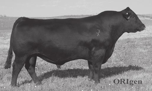 16 74 106 572 107 Well rounded and balanced bull who is in the top 2% of the breed for RE backed by DNA. VAR RESERVE 1111 Sire of Lots 23, 27. CANTRELL CREEK UPSHOT C426 Sells as Lot 24.
