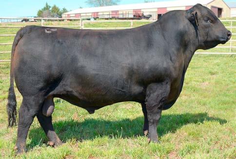 Selling in group of three females The breeding on these sets are exciting. Some of the best calves we have seen in the country are from the $100,000 Baldridge Titan A139.