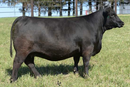 The Pine View offering starts with two full sisters sired by the highly sought after and very limited Baldridge Xpand X743. The dam is the $50,000 full sister to B/R New Day 454.
