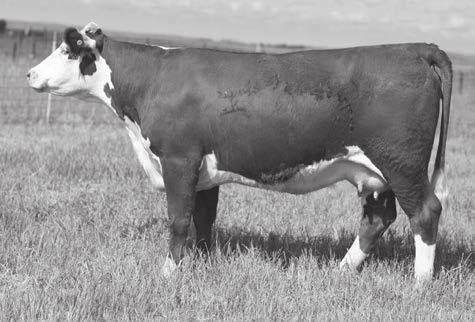 7 SHF Rib Eye M326 R7 BOYD MASTERPIECE 0220 SSF P606 MS Victor 803 FCC 36N Absolute 7R C MS ABSOLUTE 7ET CL Dominette 804H ET Big testicles and rugged Lots of growth and tons of performance Polled H