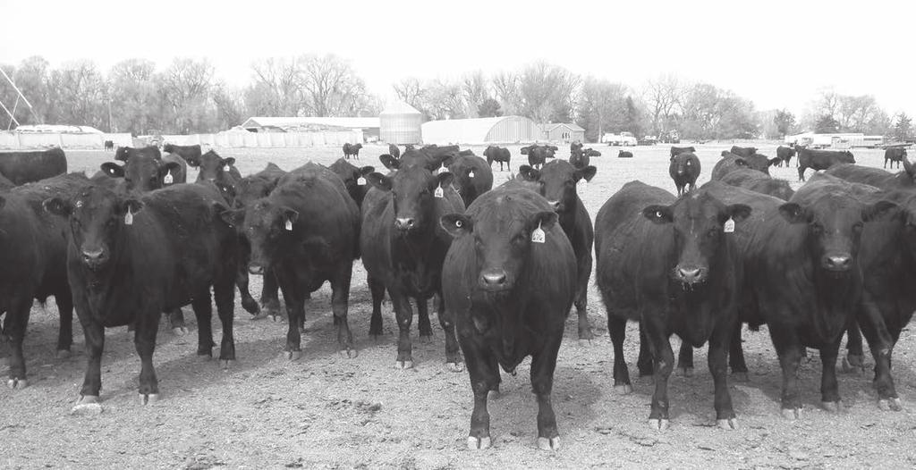 Once again, we are pleased to have our friends at the Hoffman Ranch offering a very outstanding set of yearling Hereford bulls.