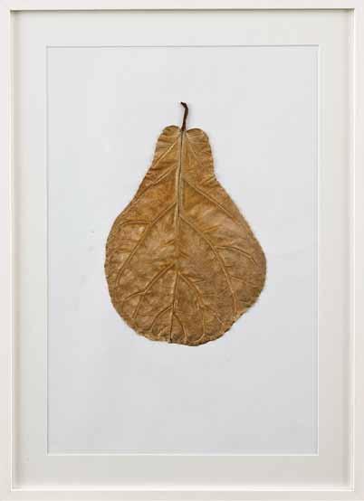 Gianluca Malgeri 2010 Kiki, 2011, dry leaf, 73 x 53 cm This is a dry leaf without any modification or artificiality: what is important is the process of the leaf itself.