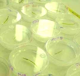 To process the PhytoCellTec technology into cosmetic products, the stem cells are homogenised at 1200