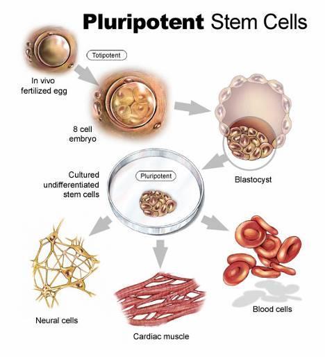 Embryonic stem cells (pluripotent) Fertilised egg cells The blastocyst contains roughly 100 embryonic stem cells 5 days after fertilisation