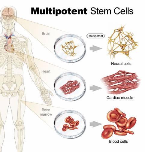Adult stem cells (multipotent) Stem cells in a differentiated tissue Transforms into