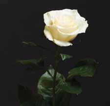 If a bride s budget only allowed her bridesmaids to carry one flower, it should be this one, she said. Denham said Mondial will be his go-to white rose.
