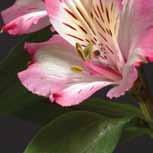 > When Schulte saw Pumori, one word came to mind: prom. We use a ton of alstroemeria in corsages and body flowers, she said.