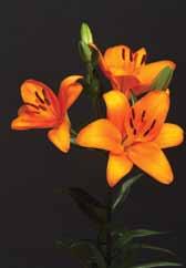 Blue Ribbon Caesar s Palace LA Hybrid Lily Holland America Flowers LLC I m a little biased because this is my favorite color, Henriques said.