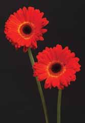 Spark Gerbera Kitayama Bros. Inc. This color, rust, is unusual, and would be in high demand in autumn, Bongaerts said. It would pair beautifully with an orange lily.