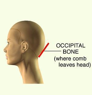Where the head starts to curve away from the comb is the parietal ridge. This area is also referred to as the crest area.