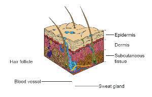 Anatomy and Histology of the Skin The two major divisions of the skin are the dermis and the epidermis.