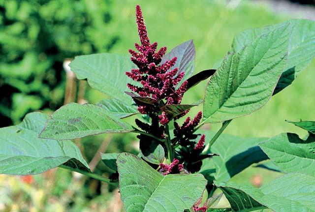 Ama-leaf The extract CONDITIONING Ama-leaf is an extract from the leaves of Amaranth specially rich in flavonoids and