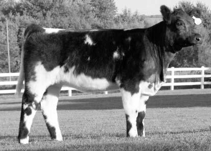Join us at the Minnesota State Fairgrounds on Saturday, October 21, 2006 45 HGC Patches 607S Consigned By: Hillgreen Cattle Blue Roan Polled 1/2 Blood Female #Pending Birth: 3-25-06 Tattoo: 607S BW: