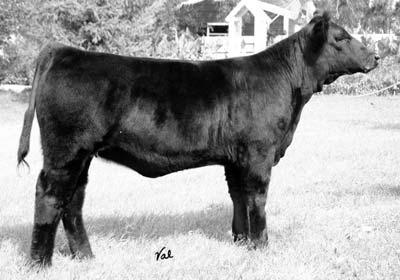 COMMERCIAL HEIFERS & STEERS 84 86 89 S8206 Consigned By: Berry Ranch Black Polled Commercial Birth: 1-19-06 Tattoo: S8206 Sim-Angus x Angus X Cow 82 This nice, black heifer has style and will make a