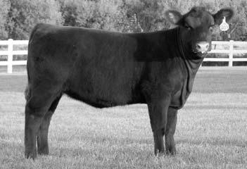 Join us at the Minnesota State Fairgrounds on Saturday, October 21, 2006 95 96 98 100 102 HGC Robin 604S Consigned By: Hillgreen Cattle Red Polled Commercial Birth: 3-26-06 Tattoo: 604S Heat Wave x