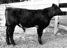 Join us at the Minnesota State Fairgrounds on Saturday, October 21, 2006 124 Who Done It NF 240 Consigned By: Schoenfeld Stock Farm LLC Crossbred Birth: 3-19-06 Who Made Who x Crossbred (Playboy)