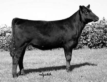 6 40 65 4 7 27 Nichols Legacy G151 Nichols Blk Destiny D12 Nichols Debra D81 OMF Lady Bug P40 OMF Long Cut J6 OMF Miss Pioneer K10 Bug is without a doubt one of the top heifer calves from our 2006