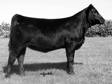 SIMMENTAL 60 DNA Strip Tease 13S Consigned By: Malakowsky Family DNA Simmentals Black Blaze Dbl. Polled 3/4 SM 1/4 MX Female #2340200 Birth: 4-9-06 Tattoo: 13S BW: 92 WW: n/a EPDs: 3 1.