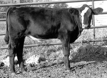 004 Sitz traveler 8180 Boyd Forever Lady 8003 RCC Daisy Power M6062 HC Power Drive 88H BH Miss MT 02K There are no sure things in life, but this heifer is as close as you can get.