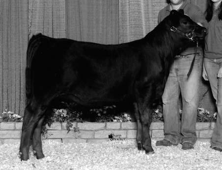 Join us at the Minnesota State Fairgrounds on Saturday, October 21, 2006 73 CHHF Black Satin 602S Consigned By: Herman Farms Black Horned Purebred Female #NPF-1843846 Birth: 3-15-06 Tattoo: 602S BW:
