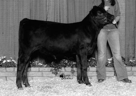 LIMOUSIN 74 75 Twilite Shameless 617S Consigned By: Karlsbroten-Twilite Limousin Red Dbl. Polled Purebred Female #Pending Birth: 3-27-06 Tattoo: 617S BW: 91 WW: n/a EPDs: CED 8 BW 1.