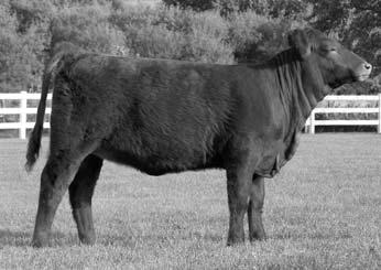 13N Kootnay 65 Consigned By: Delaney Herefords Polled Fullblood Polled Hereford Female #P42706872 Birth: 2-13-06 Tattoo: 65 BW: 76 WW: n/a EPDs: BW 4.