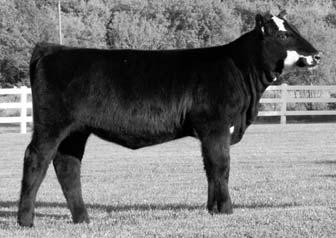 15 Wrangler 15L She goes back to Puckster on the bottom and Remitall on the top. She is from a proven cow family.