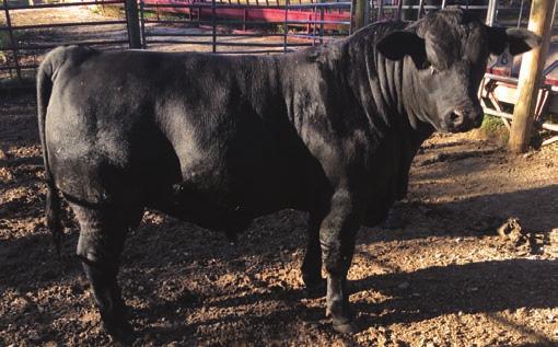 commercial Angus heifers bred to Angus bulls. The heifers should will meet TAEP guidelines.